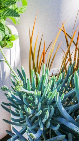 View from the garden looking towards the illuminated deck at night.