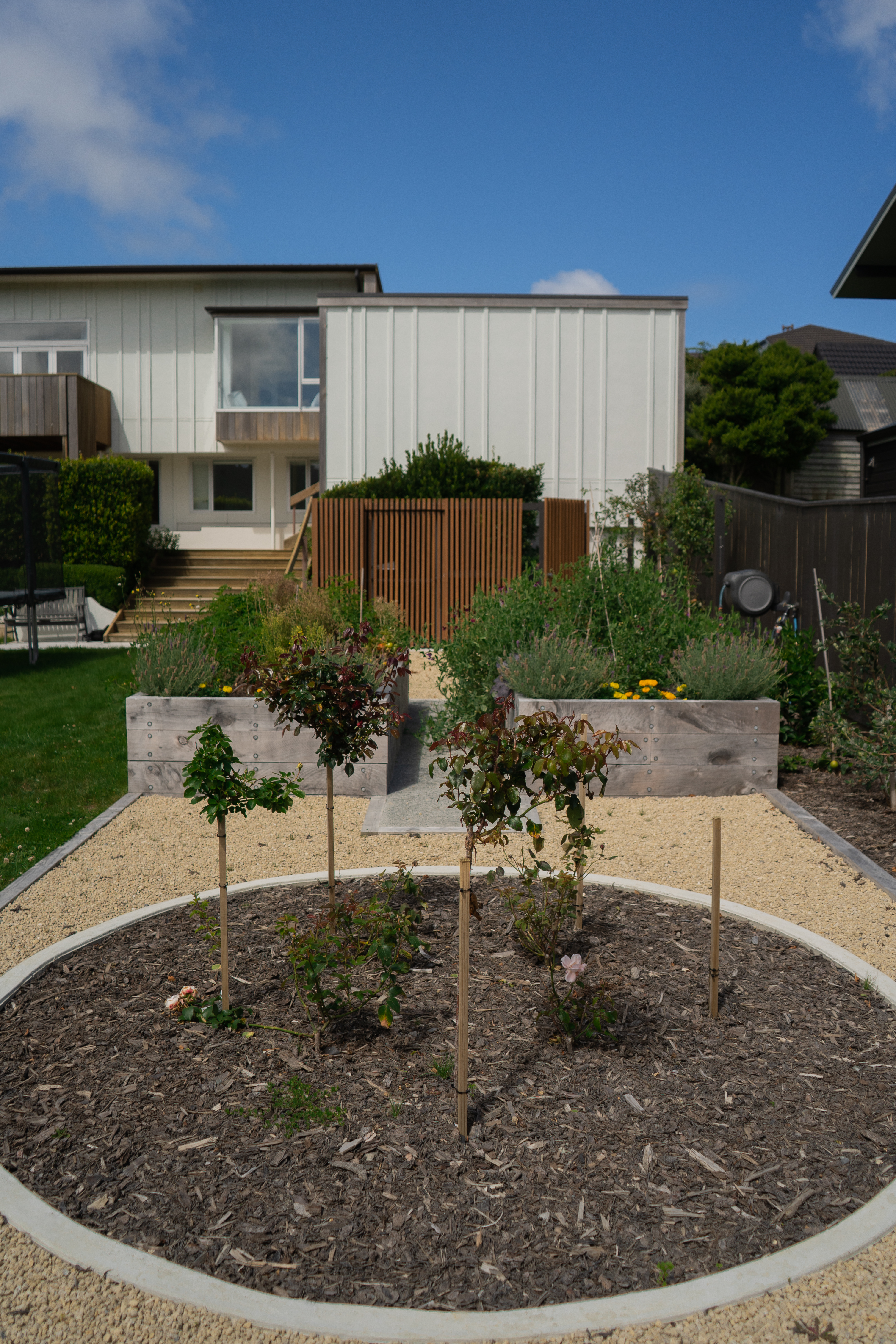 Close-up of blooming roses in a geometric garden bed